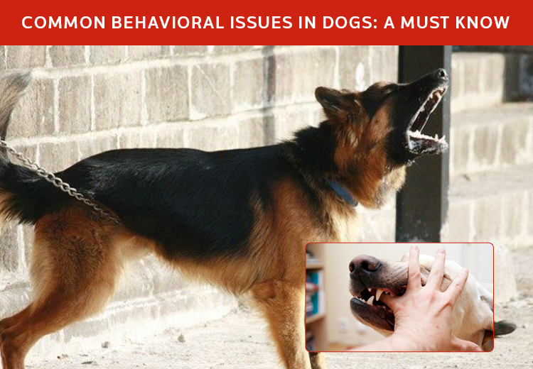 Common Behavioral Issues in Dog : A Must Know