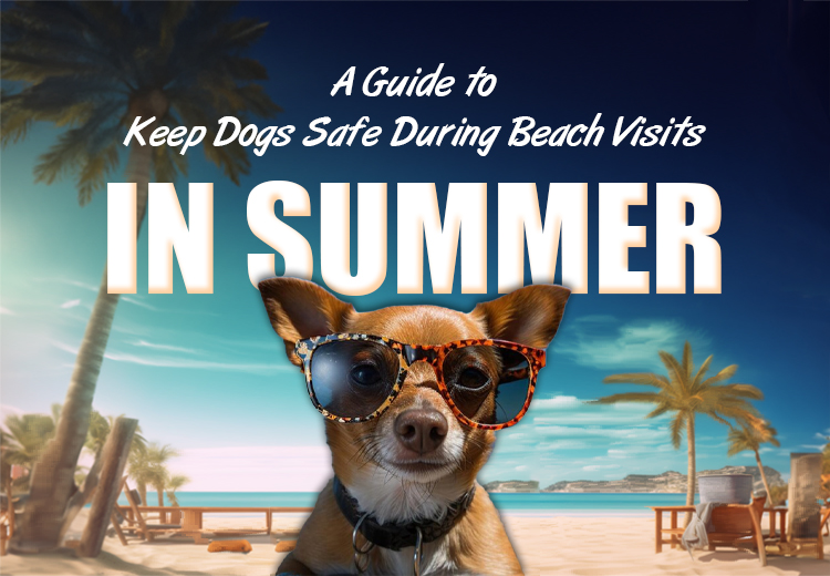 a-guide-to-keep-dogs-safe-during-beach-visits-in-summer